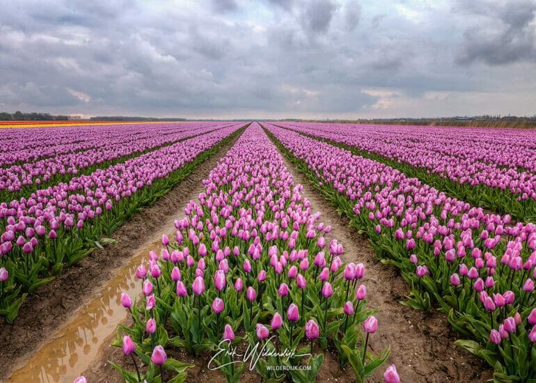 Tulpenveld met paarse tulpen en een donkere wolkenlucht