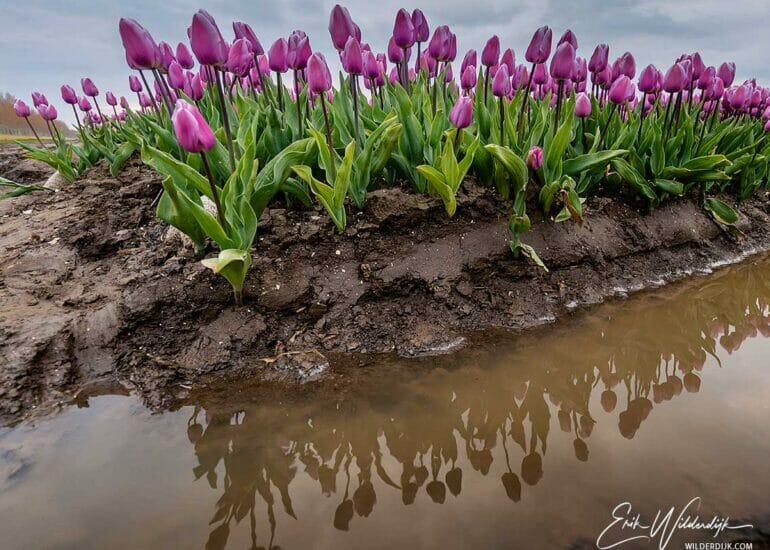 Paarse tulpen met spiegeling in het water van een regenbui