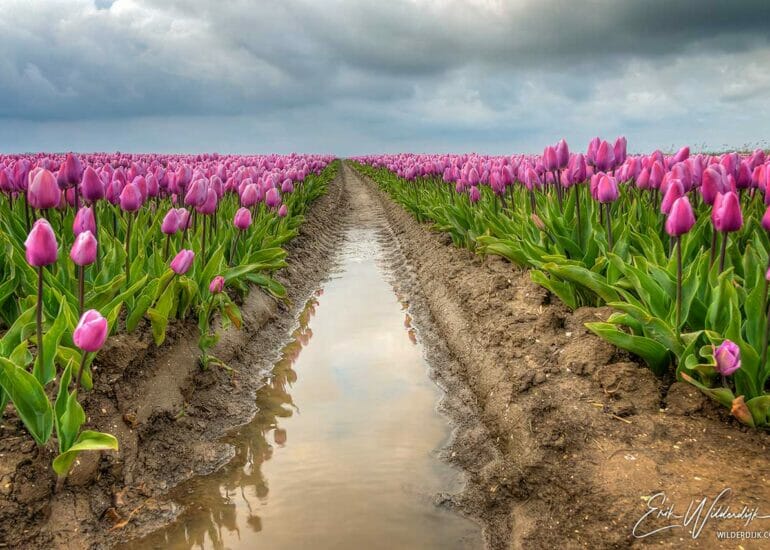 Paarse tulpen met wolkenlucht van net overgetrokken regenbui