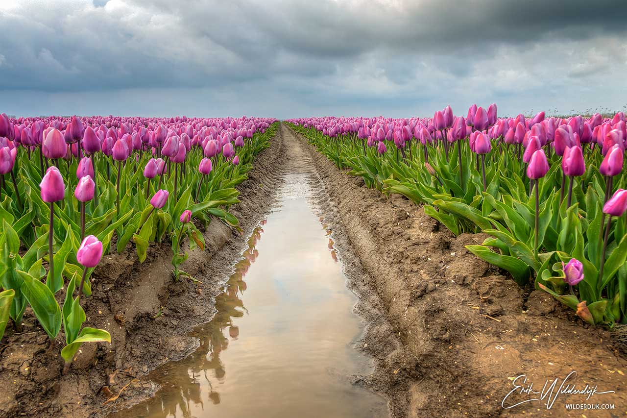 Paarse tulpen met wolkenlucht van net overgetrokken regenbui