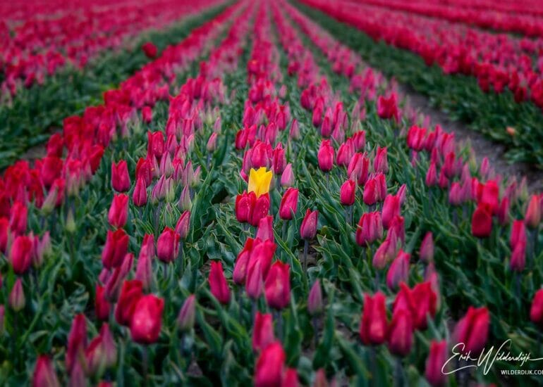 Rood tulpenveld met één gele tulp