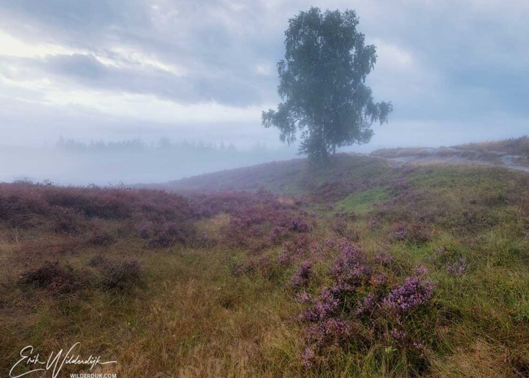Paarse Heide Op De Renderklippen Heerde Erik s Hobbyfotografie