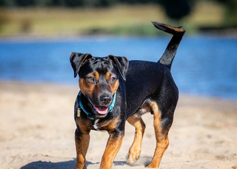 Speelse Ierse Jack Russel kijkt vol genot en is klaar om een sprint te trekken