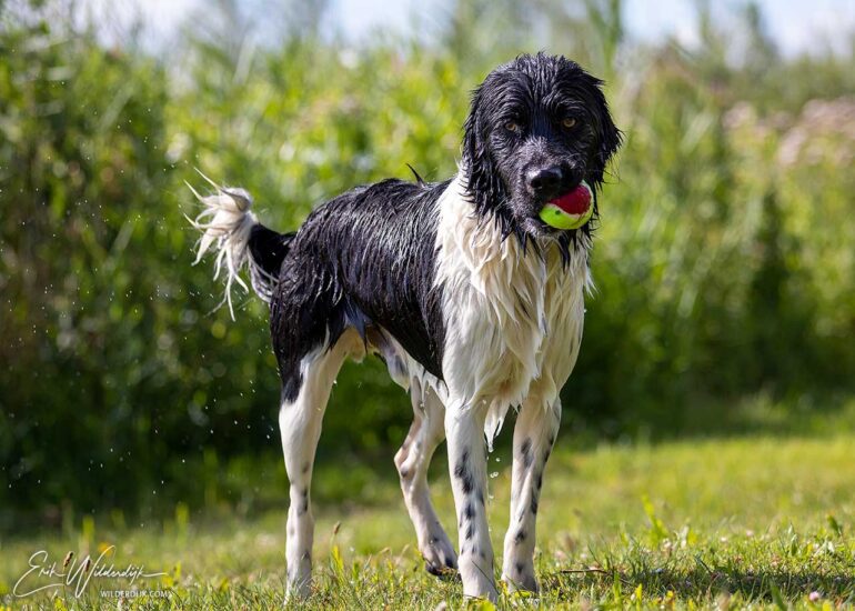 Een zwart witte hond met een natte vacht en een bal in de bek kijkt recht in de camera