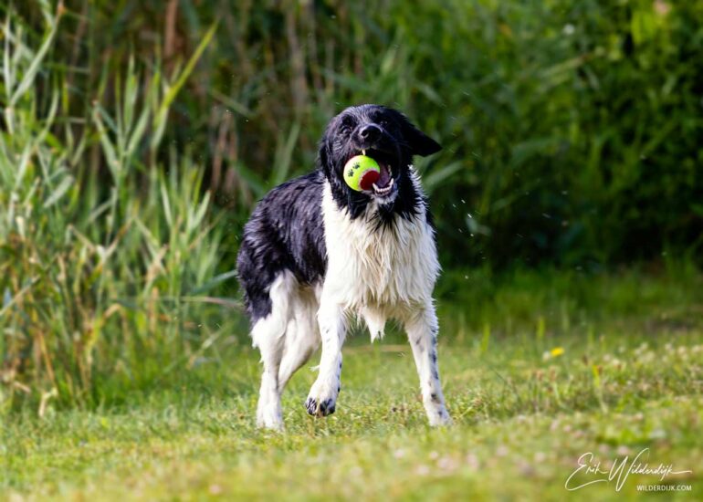 Friese Stabij speelt met een bal in zijn bek