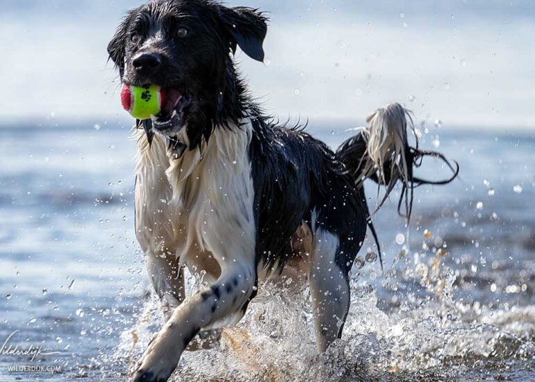 Een friese Stabij loopt het water uit om de bal te apporteren die hij net uit het water heeft opgehaald