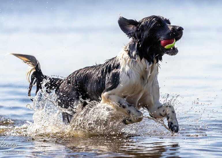 Een Friese Stabij met een bal in zijn bek spelend in het water