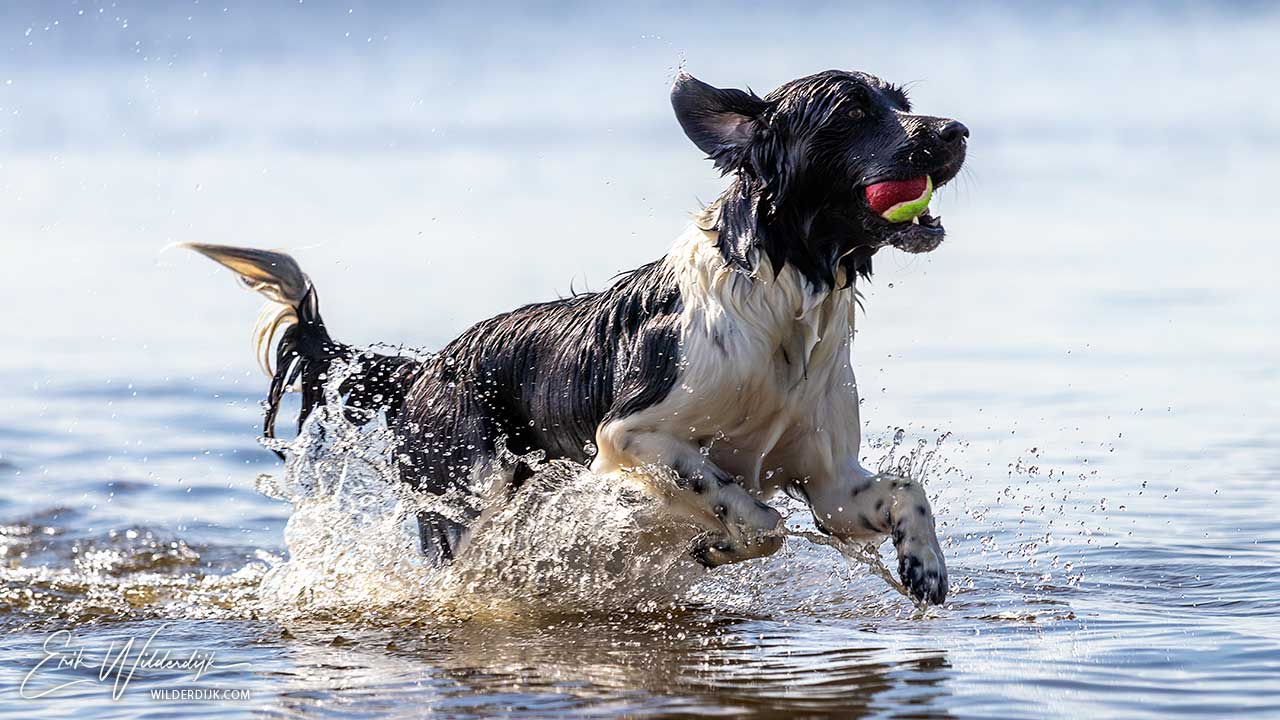 Een Friese Stabij met een bal in zijn bek spelend in het water