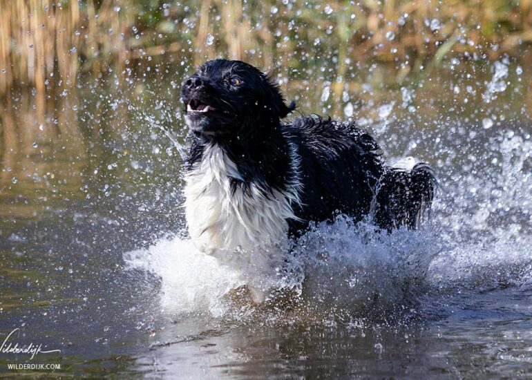 Friese Stabij vliegt het water in nadat zijn baasje een bal had weggegooid