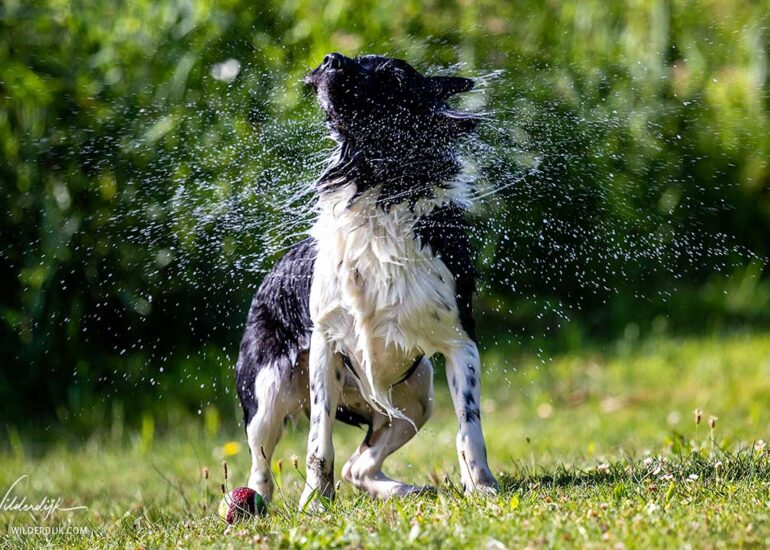 Friese Stabij schudt zijn vacht uit nadat hij net uit het water is gekomen
