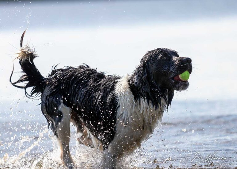 Friese Stabij met bal in de bek in het opspattende water