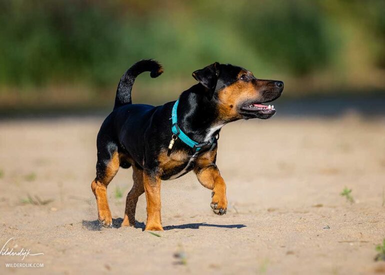 Kleine zwarte hond kijkt vragend op naar zijn baasje