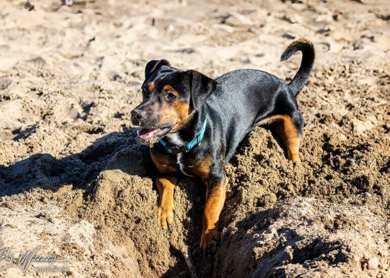 Zwarte Ierse Jack Russel ligt met de voorpoten in het gat dat hij in het zand heeft gegraven