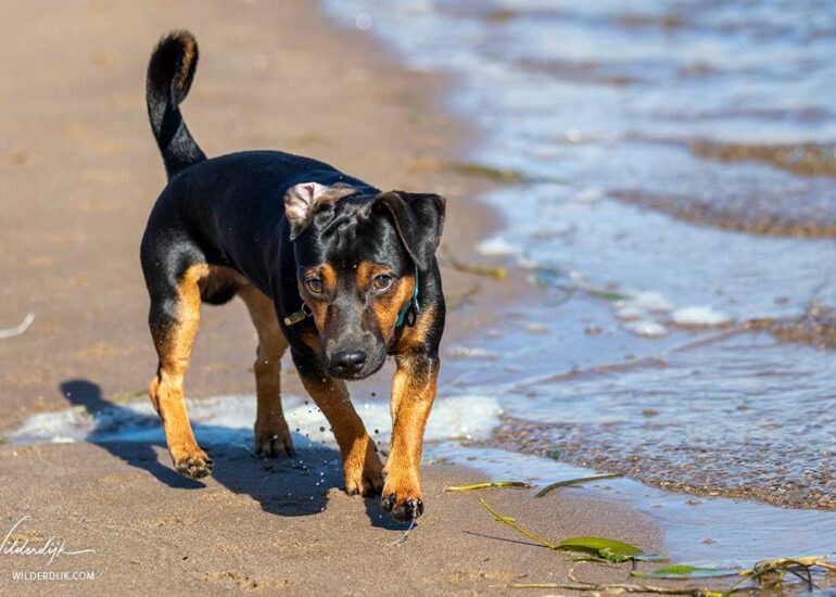 Speelse Ierse Jack Russel komt aanlopen langs het water