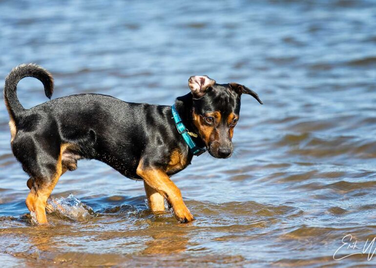 Ierse Jack Russel voorzichtig pootje badend in het water