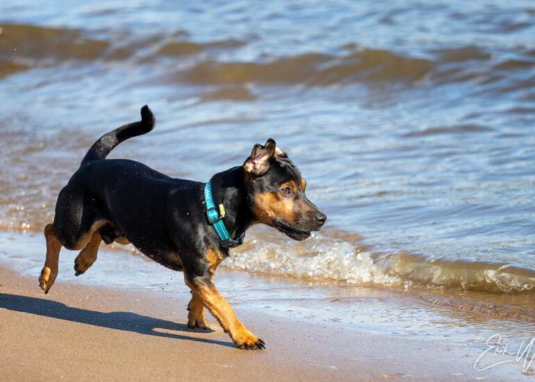 Kleine zwarte hond rennend langs de waterkant