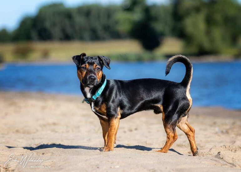 Ierse JAck Russel staat op een klein strandje te kijken wat er om hem heen gebeurd