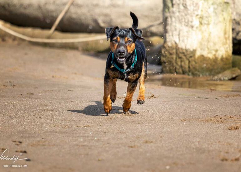 Kleine Ierse Jack Russel komt aan rennen over het zand