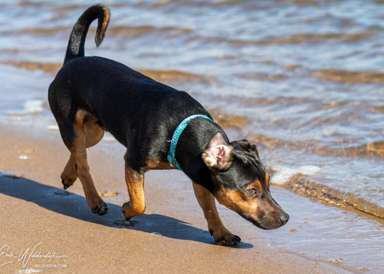Een Ierse Jack Russel loopt langs het water met zijn kop omlaag
