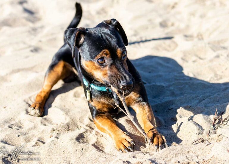 Kleine zwarte hond liggend op het zand met een stok in zijn bek