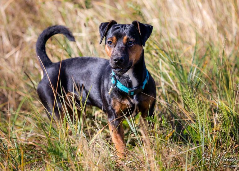 Kleine zwarte hond in hoog gras