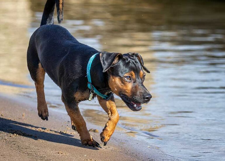 Kleine zwarte hond loopt onderzoekend langs de waterkant