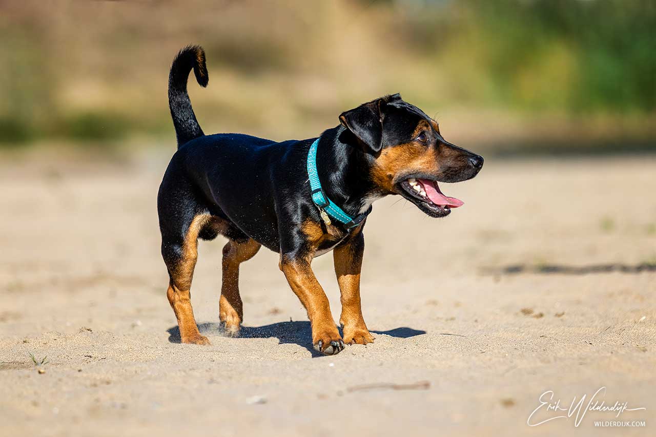 Kleine Ierse Jack Russel loopt over het zand met de tong uit zijn bek