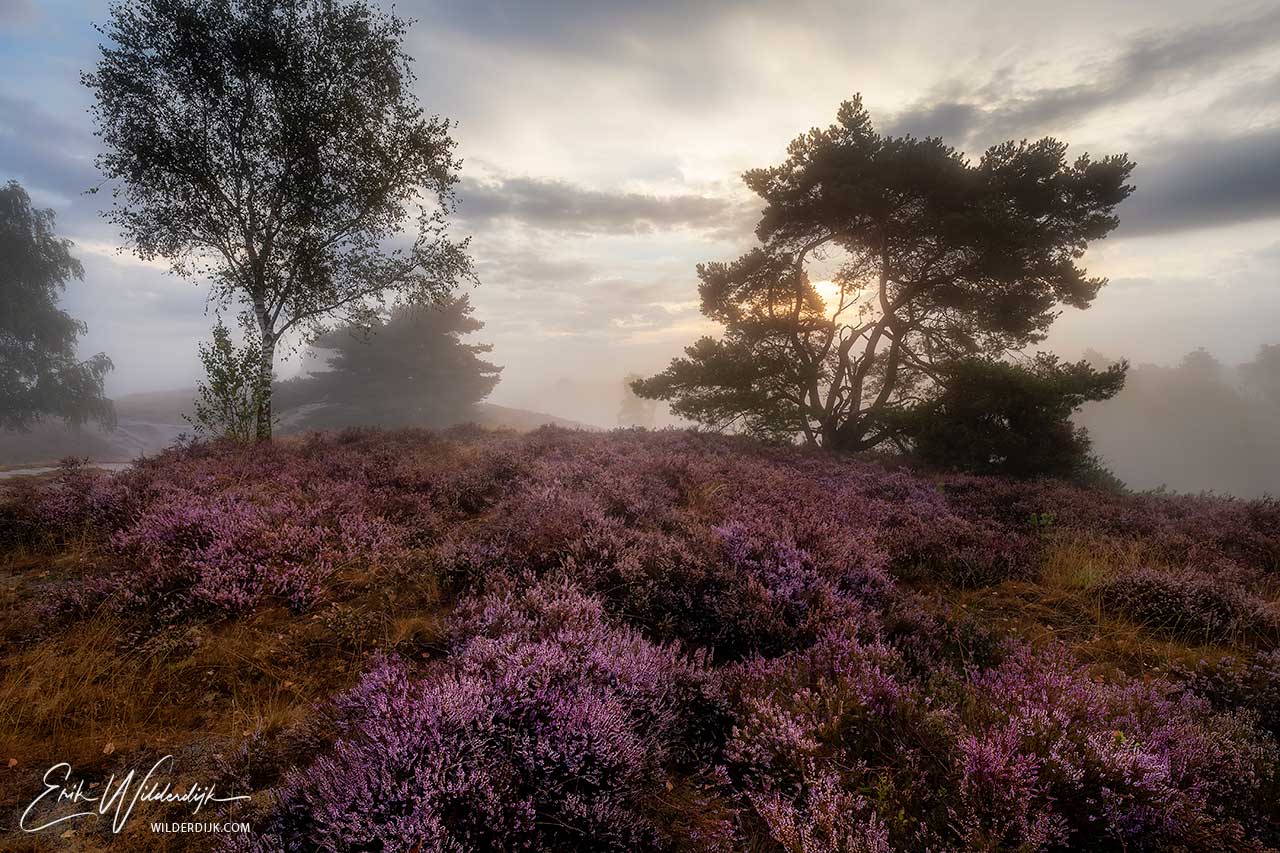 Paars bloeiende heide voor een aantal bomen met nevel eer achter waardoor de opkomende zon heen komt