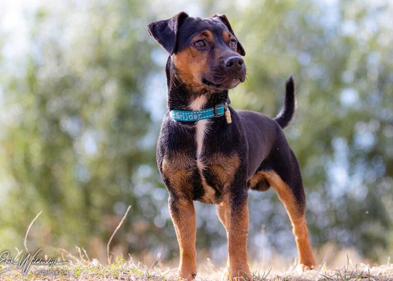 Portretfoto van een kleine Ierse Jack Russel rechtop staand en kijkend in de verte