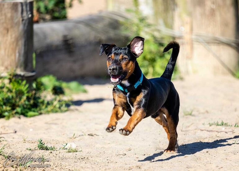 Kleine zwarte hond rennend over het zand met beide voorpoten los van de grond