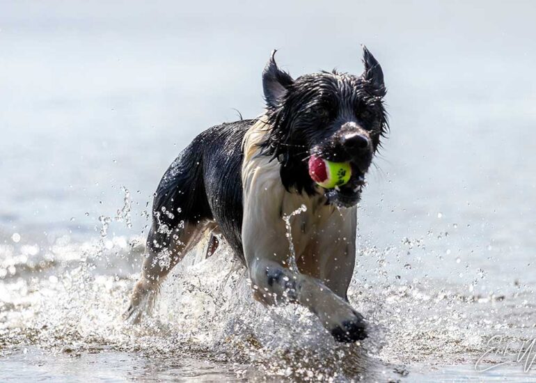 Een Friese Stabij met bal in de bek rent door het water