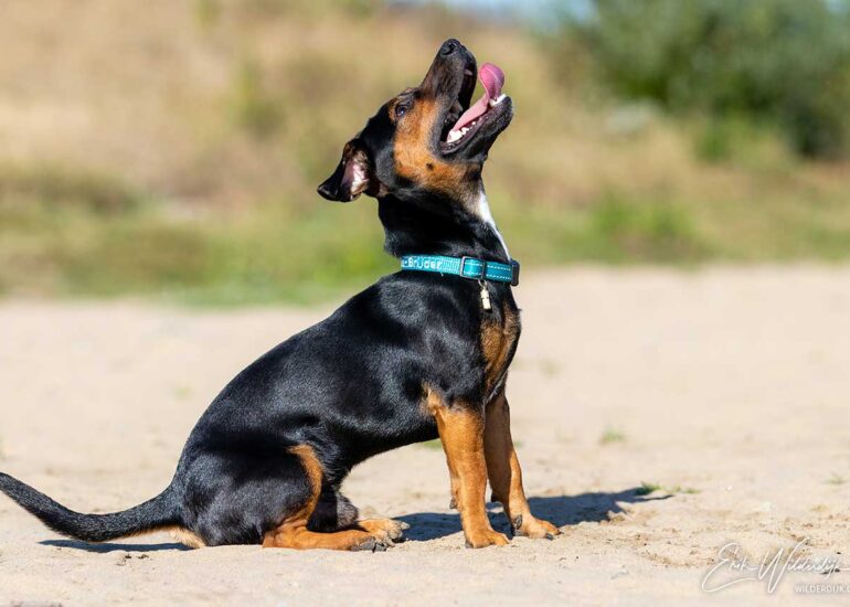 Kleine Ierse Jack Russel zittend in het zand omhoog kijkend met tong uit zijn bek