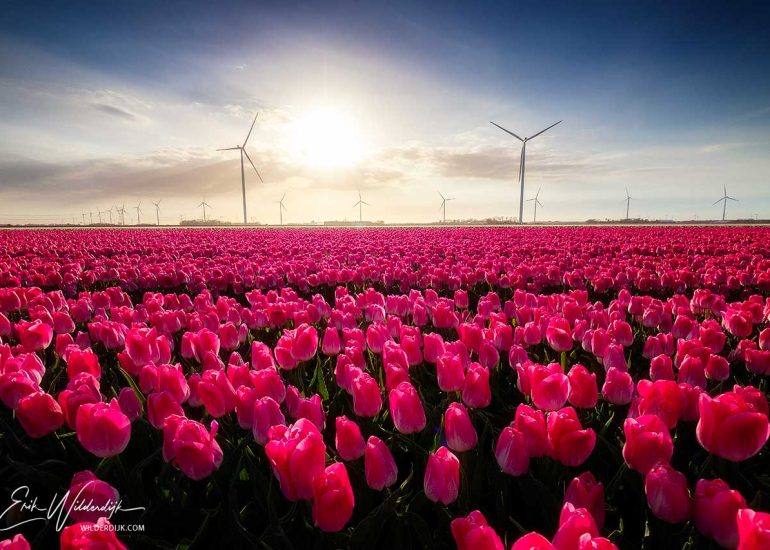Een veld met tulpen en windmolens aan de horizon, en een avondlucht met zon en wolken