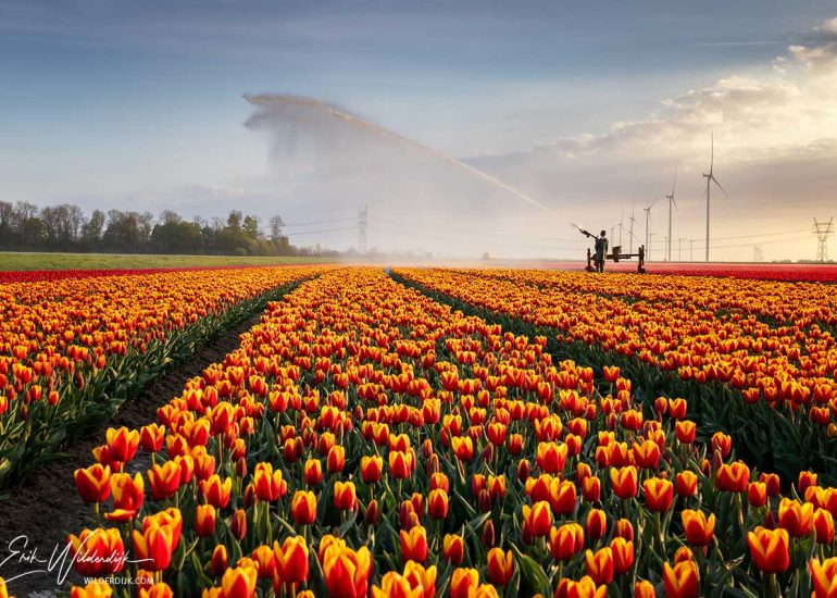 Een veld met oranje tulpen worden bewaterd bij een avondlucht