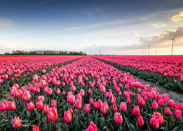 Een veld met rijen roze tulpen