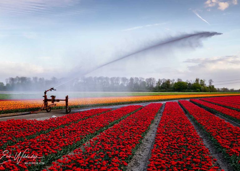 Rijen met rode tulpen worden bewaterd