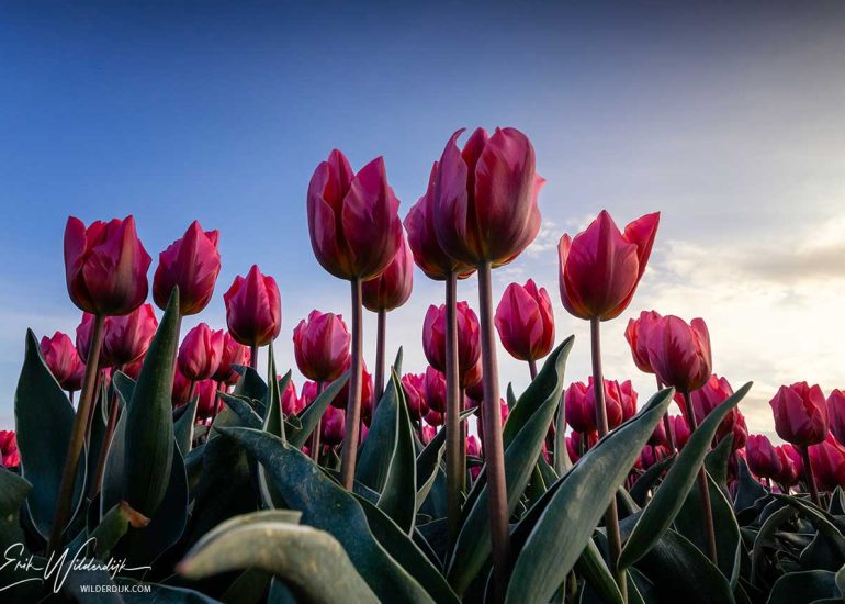 Een close-up foto met onderaanzicht van roze tulpen