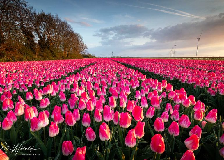 Een veld met rijen van roze tulpen kort voor zonsondergang