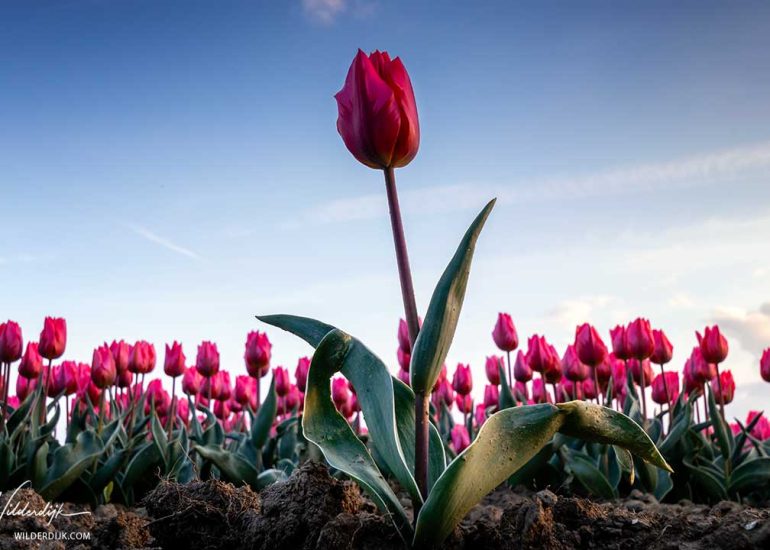 Foto in kikvorsperspectief van een roze tulp die alleen staat voor een rij vol met roze tulpen