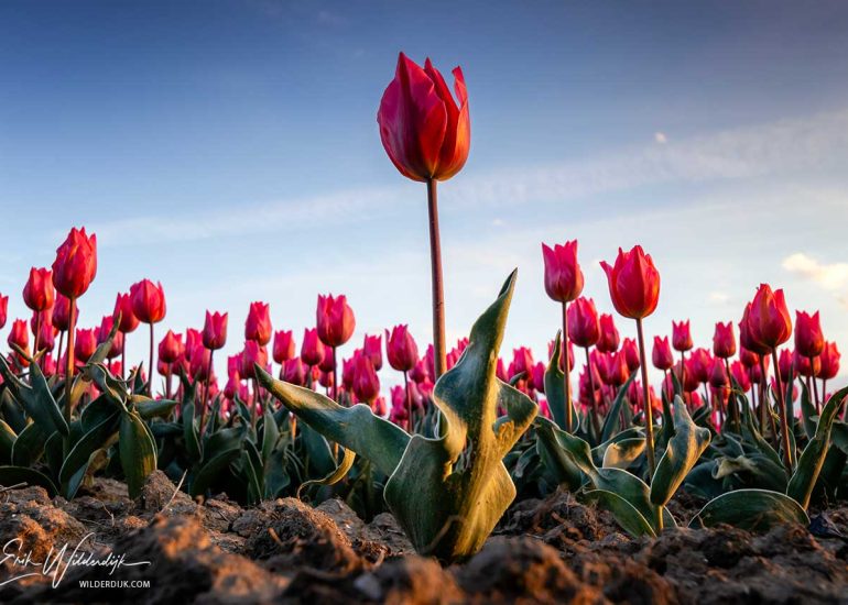 Foto in kikvorsperspectief van roze tulpen zijdelings aangelicht door de ondergaande zon