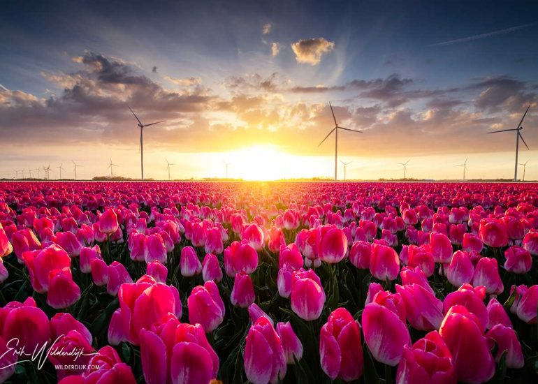 Zonsondergang met gekleurde wolkenlucht boven een veld met roze tulpen